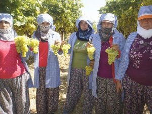 Şeker hastalarının ilacı Superior seedless üzümünün ihracaatı