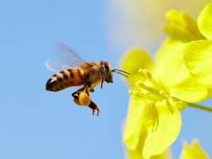 Anadolu’nun sihirli sağlık ürünü ‘propolis’e sahip çıkalım!