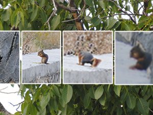 İmrahor'daki ceviz ağaçları sincap istilasına uğradı