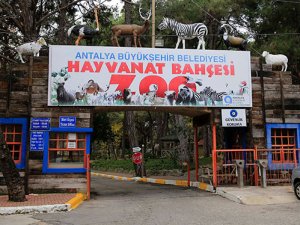 Antalya Hayvan Bahçesi'nde 6 farklı türden 16 sevimli dost