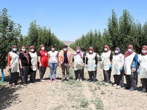 Korkuteli'nin siyez buğdayını ekonomiye kazandıracağız