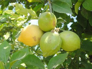 Limon ihracaatında kısıtlama kalktı