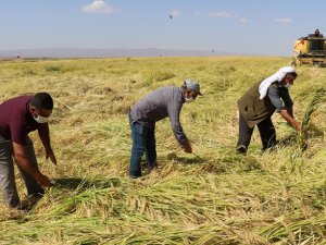Diyarbakır mucizesi: Karacadağ Pirinci'nin hasadı başladı