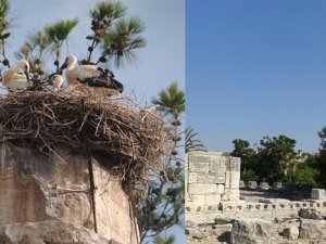 Zeus Tapınağı göç yolundaki leylek ailesine yuva oldu