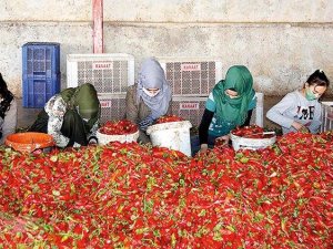 Pul biber 100 ülkede yemekleri lezzetlendirdi 