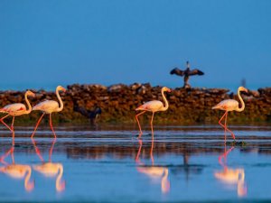 Flamingolar yıllık göç yollarında mola için Katar'a akın ediyor