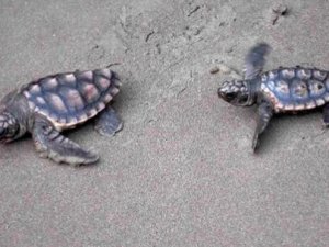 Caretta carettaların üreme alanı 'kesin korunacak hassas alan' ilan edildi