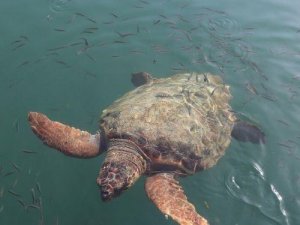 İzmir'de yaralı bulunan caretta caretta, ateşli silahla vurulmuş