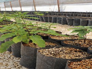 Aromatik bitkiler çiftçiye belediye tarafından hibe edildi