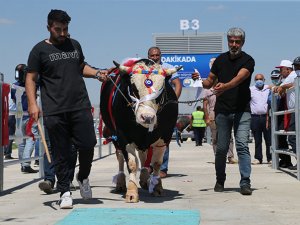 Kurbanlıklar podyumda boy gösterdi, birinci “Şahin” oldu