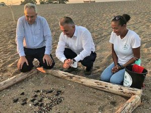 Belek'te 60 yavru kaplumbağa plaj yürüme bandında can verdi