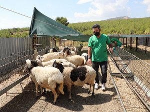 Köylünün kurtların boğduğu 27 koyunun, 15 koyun hediye edildi