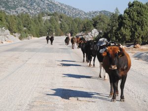 Alternatif turizmdeki yeni adresi Başlar'ın yoz sığırları