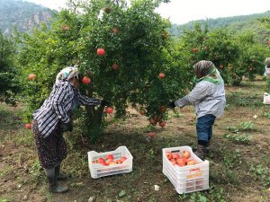 Dünya’nın ilk ‘Nar Belgeseli̇’ Dalyan’da çeki̇ldi̇