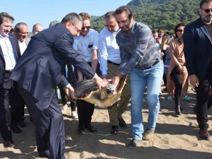 Tedavi edilen deniz kaplumbağaları denize bırakıldı