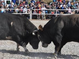 'Ölüm Makinesi', Defne'nin tedavisi için kıyasıya güreşti