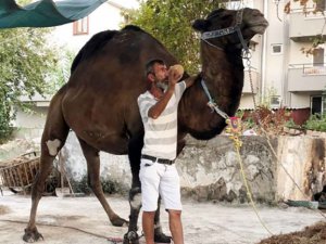 Devenin saldırdığı bir kişi hayatını kaybetti