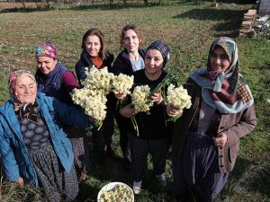 Kırsal alanda nergis üretimini üretici kadınların gelir kapısı oldu