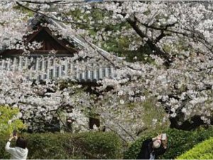 Japonya, Kiraz Çiçeği Festivali’nde kısıtlamayı gevşetiyor