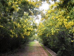 Adalar Mimoza Festivali “Mimofest” Başlıyor