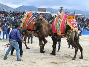 Deve güreşleri,Yörük Türkmen kültürünün parçasıdır