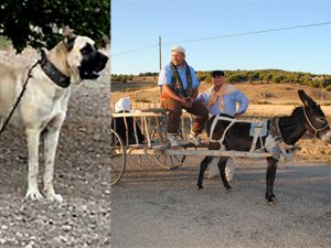 Çoban köpeği korkusu yörük çadırı turizmini bitirdi