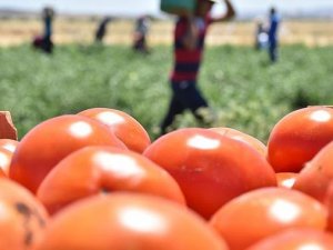 Domates ihracatında yasak kaldırıldı: Hayırlı olsun