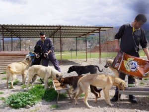 Depremzede köpekler Seydikemer’de tedavi ediliyor