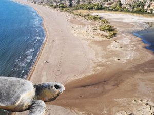 12 bin caretta caretta mavi sularla buluştu