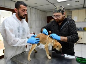 Enkazdan çıkarılan köpekler Antalya'da tedavi ediliyor