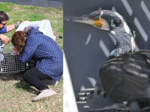 Tedavi edilen karabatak Boğaçayı’nda doğayla buluştu