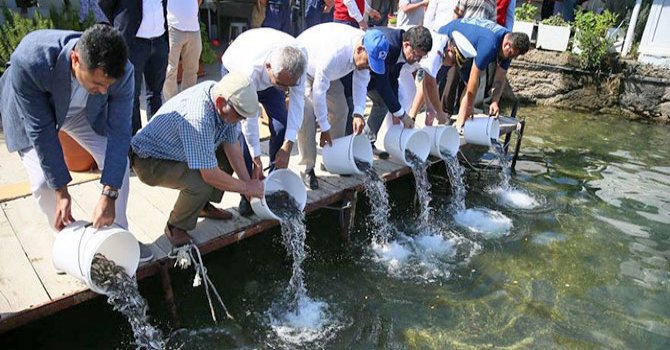 Bodrum'da 30 Bin Balık Yavrusu Denize Bırakıldı