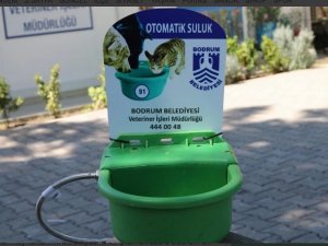 Bodrum'da sokak hayvanları için otomatik suluk