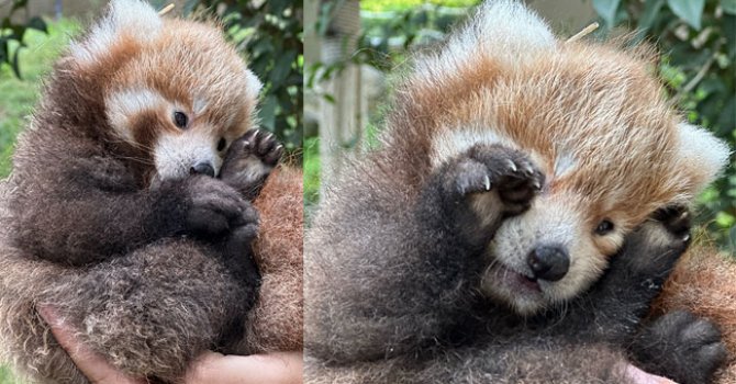 Kızıl Panda çifti yavruladı, aile büyüyor