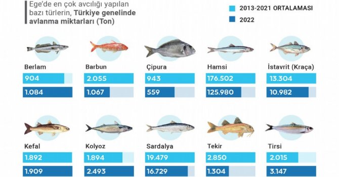 Ege Denizi'nde balık türlerinin stokları tehdit altında