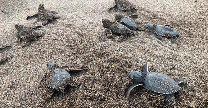 150 bin caretta caretta yavrusu denize ulaştı