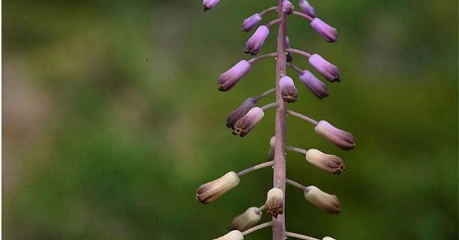 Muğla’da keşfedildi! 'Balan sümbülü' adıyla dünyaya tanıtıldı