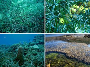 Deniz dibinde Posidonia çayırları yeniden hayat bulacak