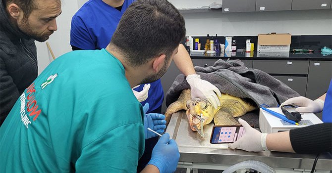 Balıkçı oltası kurbanı caretta caretta tedavi edildi