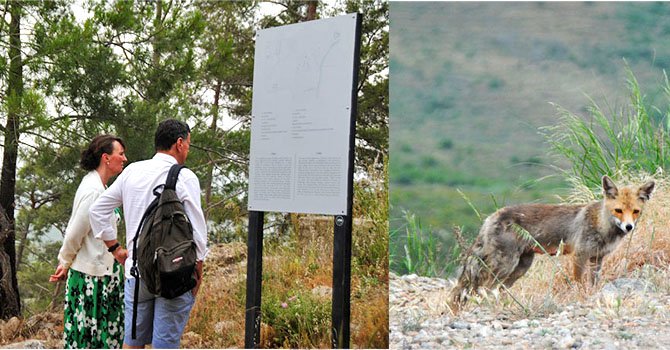 Lybre Antik kentinde turistleri tilki yavrusu karşılıyor