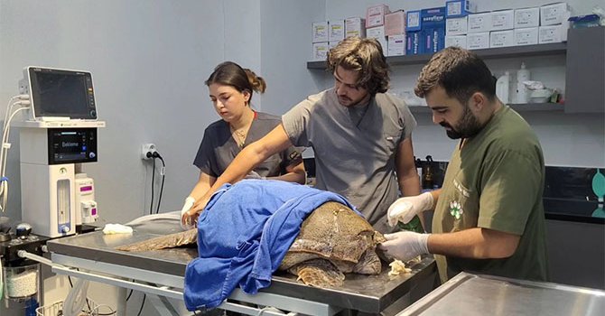 Yaralı caretta caretta tedavi edildi, kumsala yumurta bıraktı