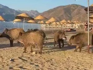 Domuz sürüsü güneşlenen insanların arasına daldı