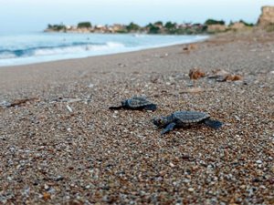 Caretta caretta yavruları denize ulaştı