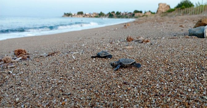 Caretta caretta yavruları denize ulaştı