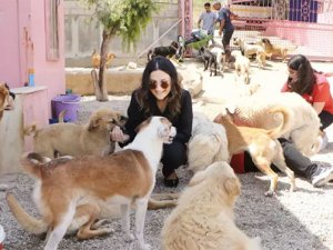 Sokak köpekleri barınaklara toplanıyor