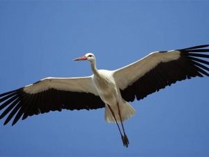 İstanbul hava sahasında ‘leylek’ alarmı