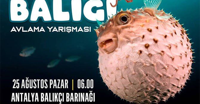 Antalya'da Balon balığı avlayanlara ödül