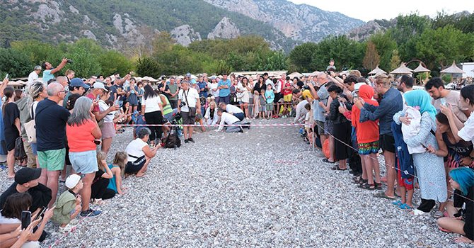 Turistler yavru carettaların yumurtadan çıkışını izledi