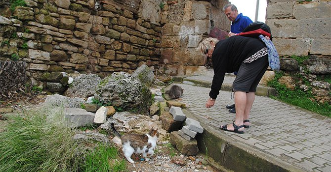 Antik kentin sokak hayvanlarını turistler besliyor