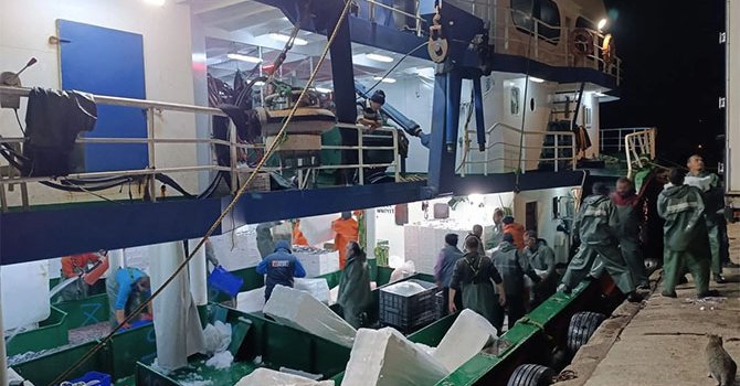 232 ton hamsi denetimlerden sonra büyükşehirlere gönderildi